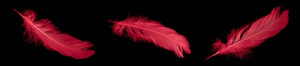 Red Goose Feather Black Isolated Background — Stockfoto