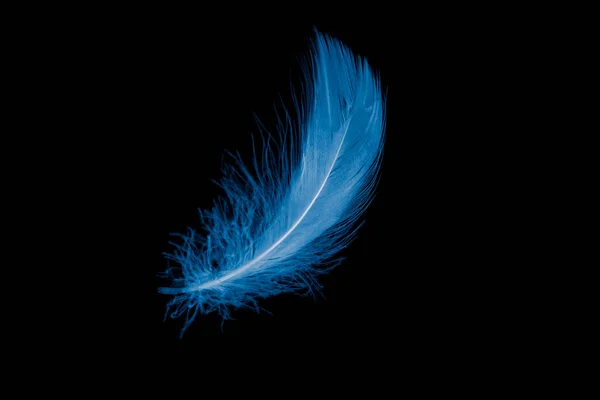 Blue Goose Feather Black Background — 스톡 사진