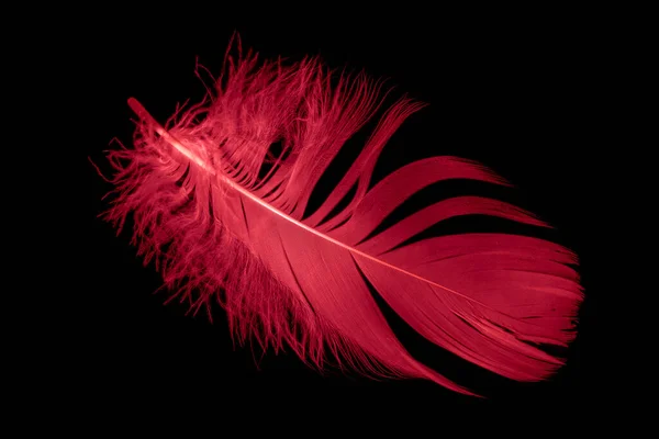 Красное Гусиное Перо Черном Изолированном Фоне — стоковое фото