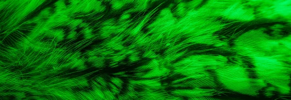 Green Black Owl Feathers Background Textura — ストック写真