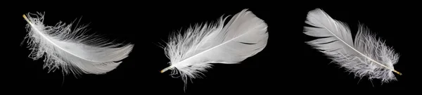 Λευκό Φτερό Χήνας Μαύρο Φόντο — Φωτογραφία Αρχείου