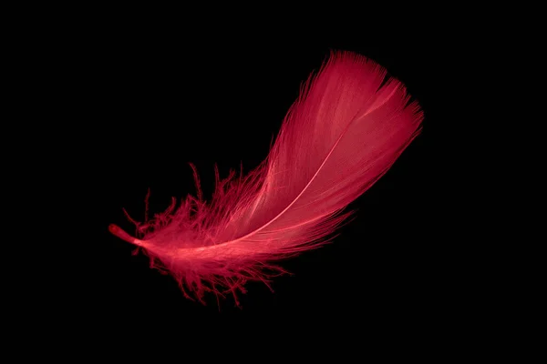 Red Goose Feather Black Isolated Background — Stock fotografie