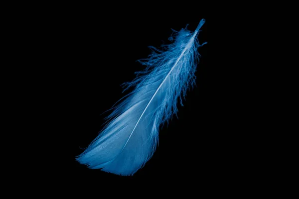 Blue Goose Feather Black Background — Stock Photo, Image