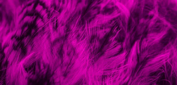 Фіолетове Чорне Пір Сова Фону Або Textura — стокове фото