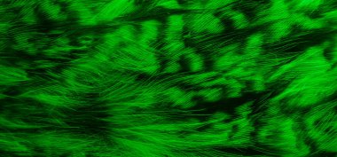 green and black owl feathers background or textura