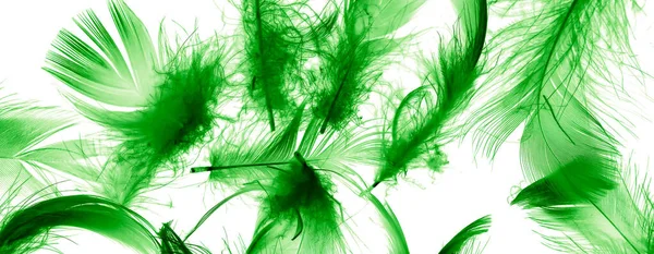 Green Duck Feathers White Isolated Background — Stock Photo, Image