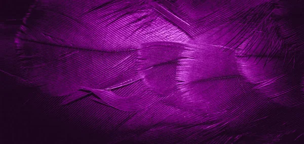 Fioletowe Pióra Jastrzębia Widocznymi Szczegółami Tło Lub Tekstura — Zdjęcie stockowe
