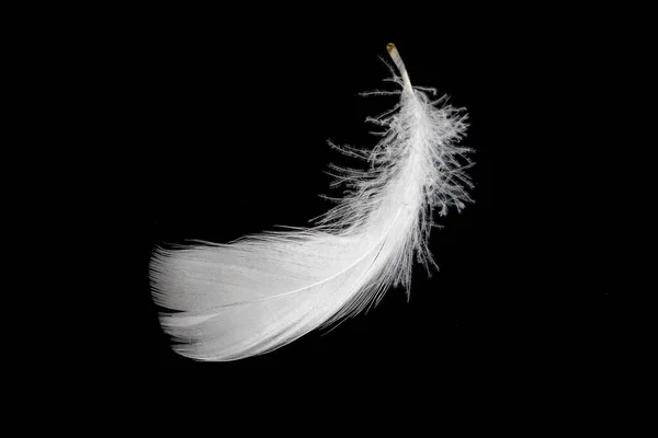 White Feather Goose Black Background — стоковое фото