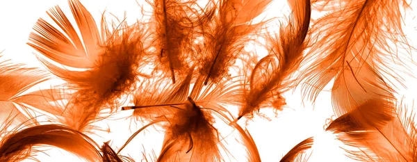 Orange Duck Feathers White Isolated Background — Stockfoto