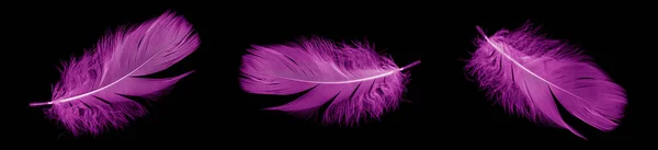 Violet Feather Goose Black Isolated Background — Fotografia de Stock