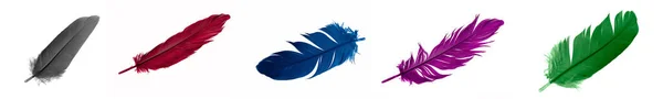 Colorful Feathers Goose White Isolated Background — Photo