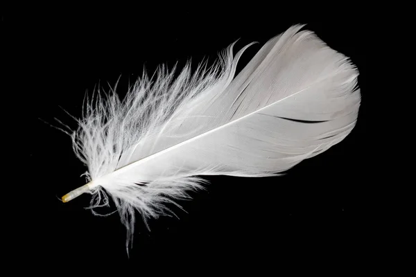 White Feather Goose Black Background — Stock Photo, Image