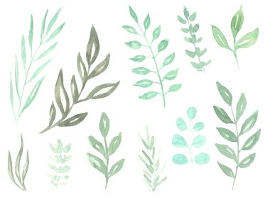 watercolor drawing of different leaves