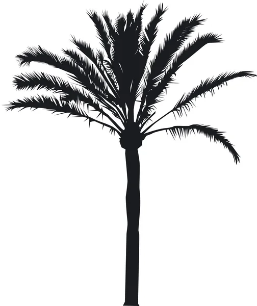 Palmera datilera como silueta — Vector de stock