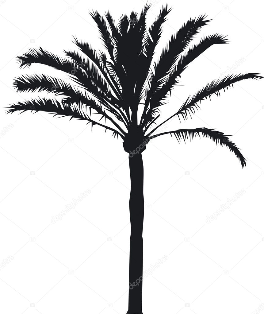 Date palm as a silhouette