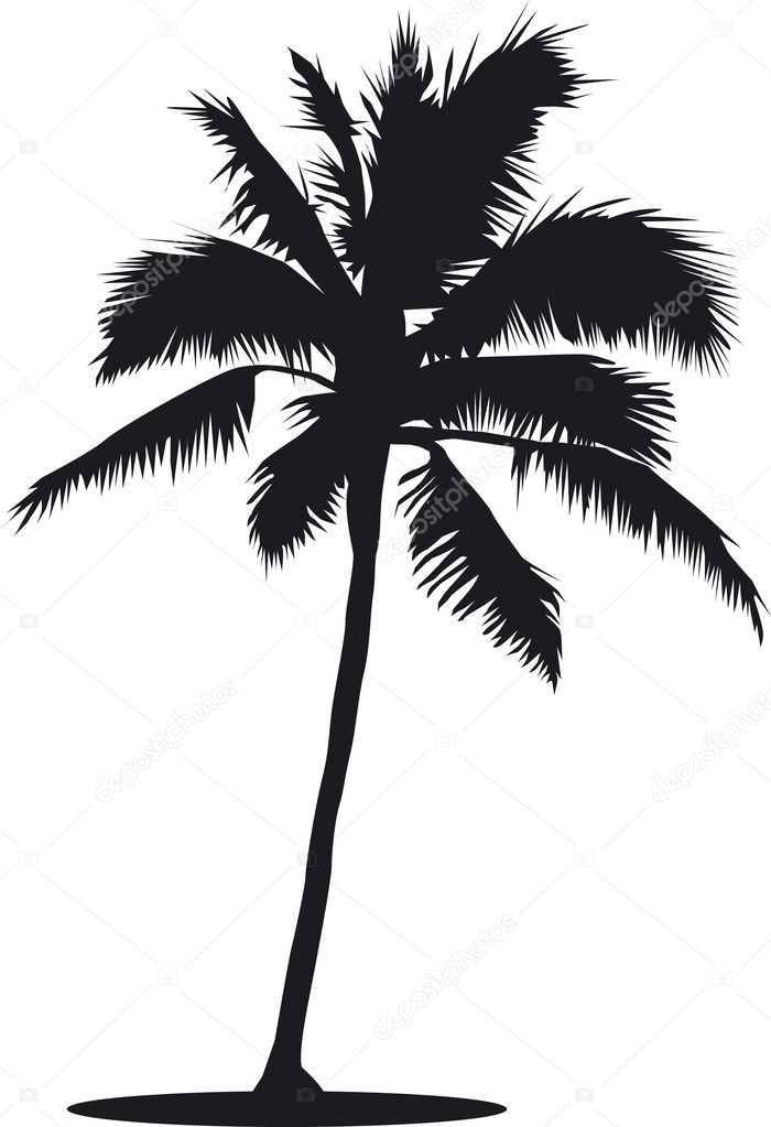 Palm tree in silhouette