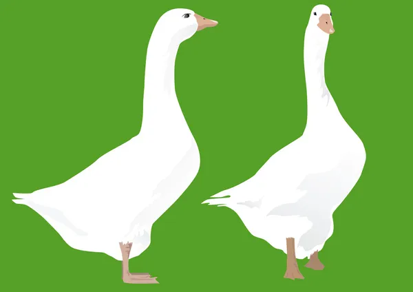 Dois gansos em pé em terreno verde —  Vetores de Stock