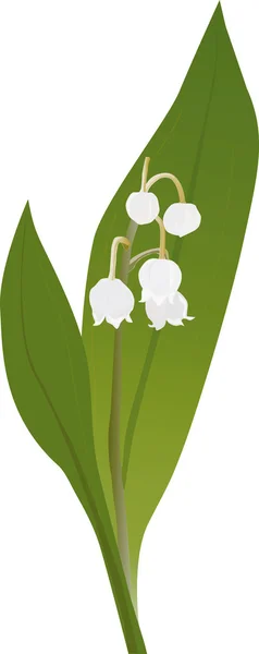Lily of the valley — Stock Vector