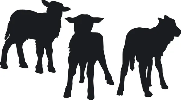 Tre agnelli droll — Foto Stock