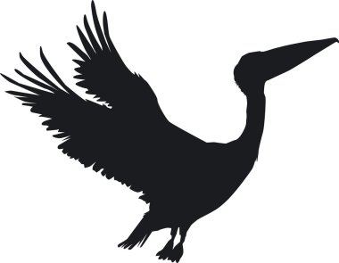 bir siluet olarak etkileyici bir Pelikan