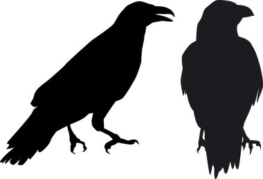 Duet - hugin ve munin raven