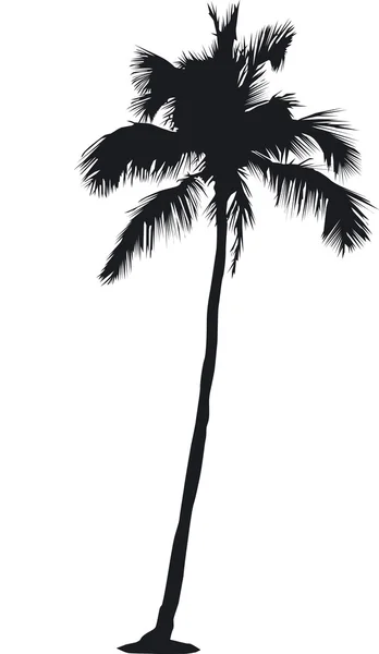 büyük ve uzun palmiye ağacı