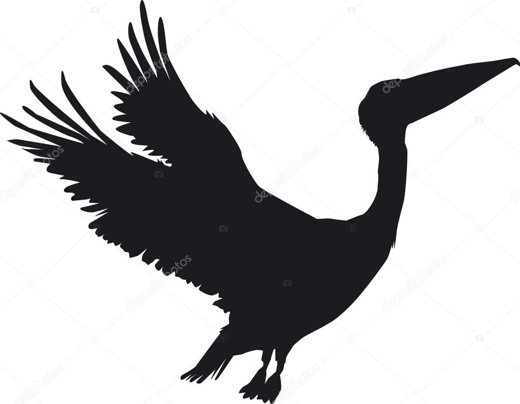 An impressive pelican as a silhouette