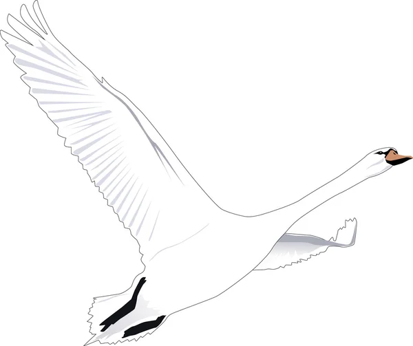 artış miktarı, büyük beyaz bir kuğu