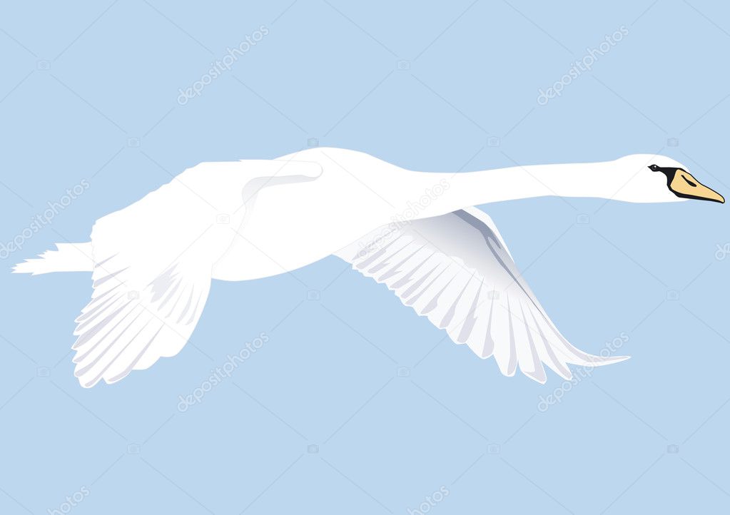 A large white swan flying