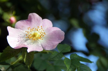 geniş açık bir çiçek bir çalı gül