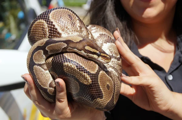 A python snake is curled up on the hand of a young woman. — Stock Photo, Image