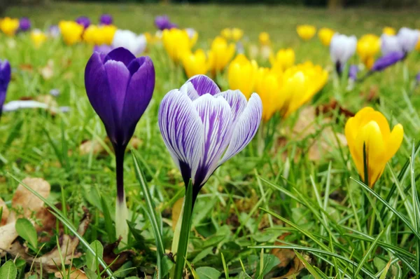 Dark blue and yellow crocus — Stock Photo, Image