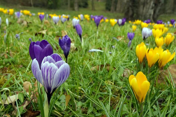 Crocus bouquet - blue-white striped flowering — Stock Photo, Image