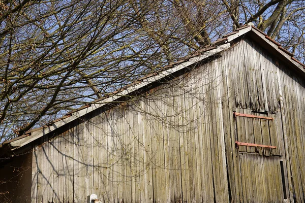 老旧的木制谷仓 屋顶有螺栓 在一棵光秃秃的树下孵化 — 图库照片