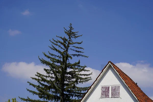Einfamilienhaus Leben Auf Dem Land Der Hohe Nadelbaum Überragt Das — Stockfoto