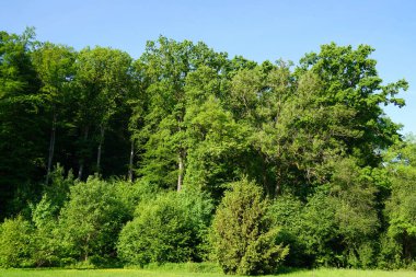 Genç ağaçlar çiçek açan çayırın sonunda duruyor. Arkalarında büyülü orman başlıyor. Gerçek dev ağaçlar mavi bahar gökyüzüne yükselir..