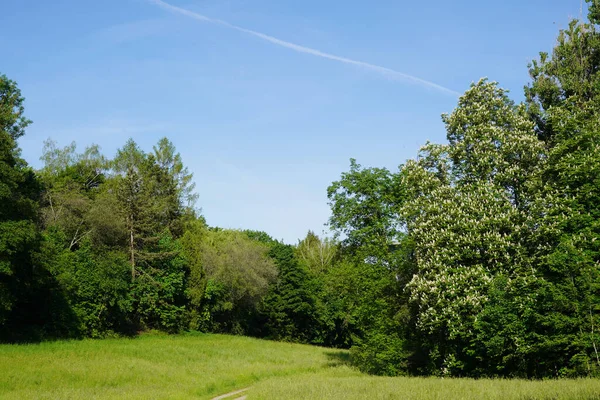 Çiçek açan bir çayır boyunca ormanın kıyısında küçük bir patika. İki dev kestane ağacı tamamen çiçek açmış.