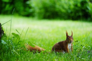 Sincap çayırdaki bir ağacın altında oturur ve izleyiciye bakar.