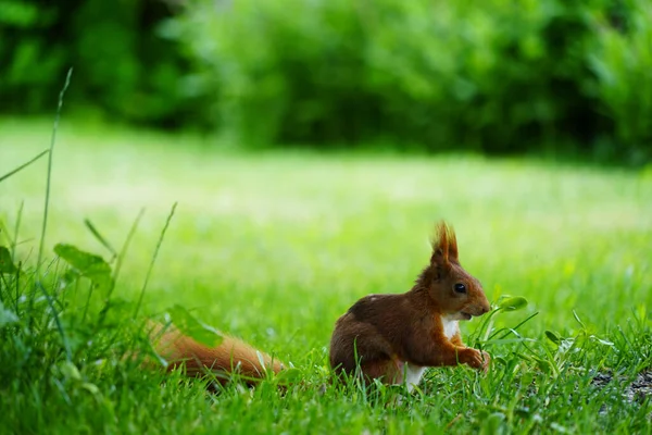 Sincap ağacın altında oturmuş, kimse fark etmiş mi diye atıştırıyor.