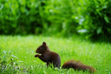 Bir kırmızı sincap çayırda dik oturuyor ve etrafı dikkatlice izlemek için yemek molası veriyor.