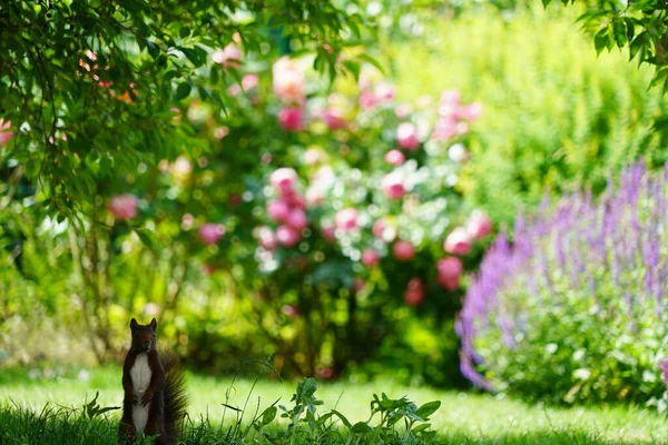Red Squirrel Has Sat Straight Watching Viewer Background Roses Glow — Stock Photo, Image
