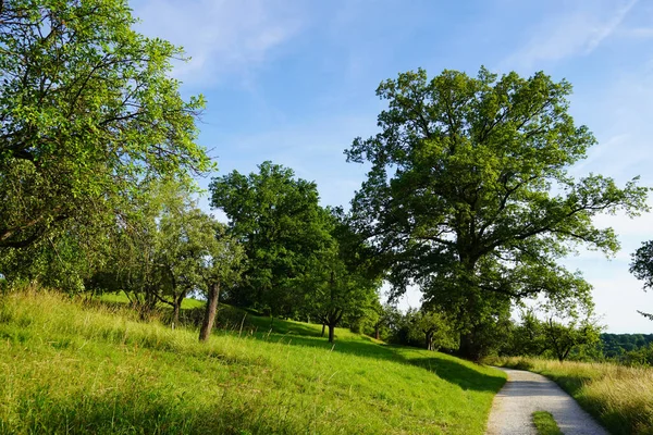 Gravel Trail Leads Meadows Old Oak Lush Green Forest Stretches — Stock Photo, Image