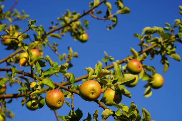 Pick an apple. The old apple tree bears the first ripe apples, one apple catches the eye