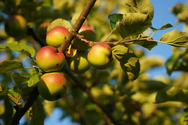 Looking up into the crown of an old apple tree. The branches bend under the weight of the glowing red apples.