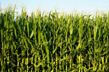 Tall corn field with the first corn cobs. The bright green corn plants stand tightly packed in the sunshine. The harvest promises to be excellent.