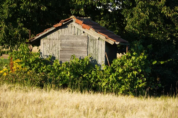 Old garden shed under fruit trees. The high hedge in front of the house shows that the owners have not been around for a long time. The door is boarded up