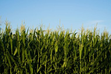 Corn field in summer sunshine. The blossoms stretch into the light blue sky