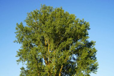 The treetop of the old poplar is sprawling. The trunk of the old tree is warmly illuminated by the evening sun