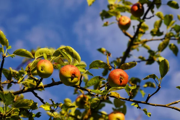 Three small apples shine in a wonderful red on the old apple tree. The bright blue sky is streaked with fluffy clouds