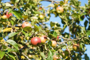 Temptingly ripe apple hangs bright red in the old apple tree. The branches are full of lichen, but it bears a great deal of fruit. The whole treetop is full of apples